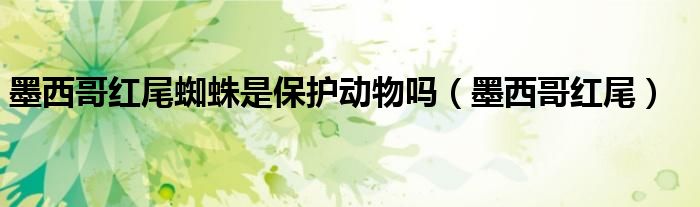 墨西哥紅尾蜘蛛是保護(hù)動物嗎（墨西哥紅尾）