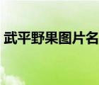 武平野果圖片名稱大全（野果圖片名稱大全）