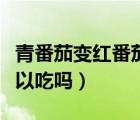 青番茄變紅番茄的過程（青番茄放到自然紅可以吃嗎）