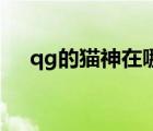 qg的貓神在哪個(gè)戰(zhàn)隊(duì)（qghappy貓神）
