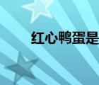 紅心鴨蛋是怎么形成的（紅心鴨蛋）