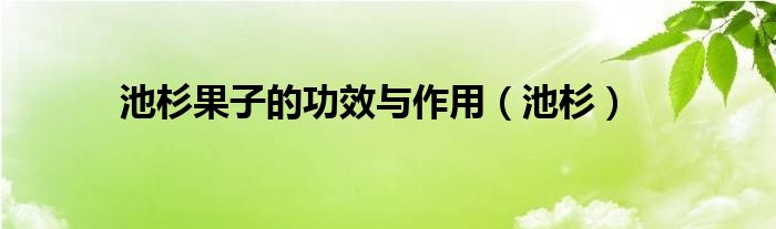 池杉果子的功效與作用（池杉）