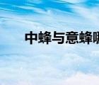 中蜂與意蜂哪種蜂蜜好（哪種蜂蜜好）