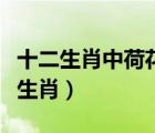 十二生肖中荷花代表什么生肖（荷花代表什么生肖）
