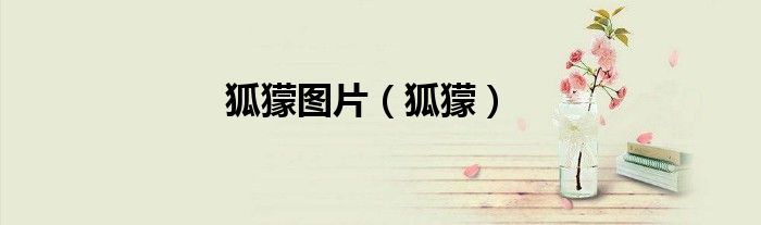 狐獴圖片（狐獴）