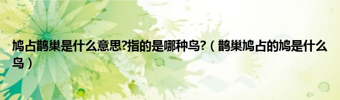 鳩占鵲巢是什么意思?指的是哪種鳥?（鵲巢鳩占的鳩是什么鳥）