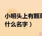 小明頭上有顆草是什么名字（小明頭上長(zhǎng)草叫什么名字）