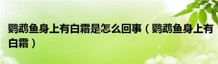 鸚鵡魚(yú)身上有白霜是怎么回事（鸚鵡魚(yú)身上有白霜）