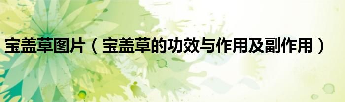 寶蓋草圖片（寶蓋草的功效與作用及副作用）