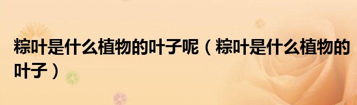 粽葉是什么植物的葉子呢（粽葉是什么植物的葉子）