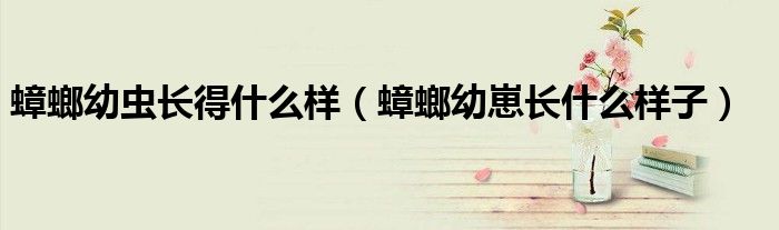 蟑螂幼蟲長得什么樣（蟑螂幼崽長什么樣子）