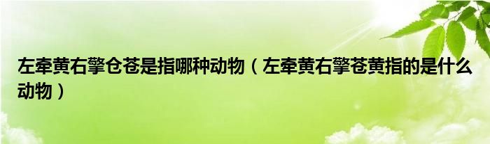 左牽黃右擎?zhèn)}蒼是指哪種動物（左牽黃右擎蒼黃指的是什么動物）