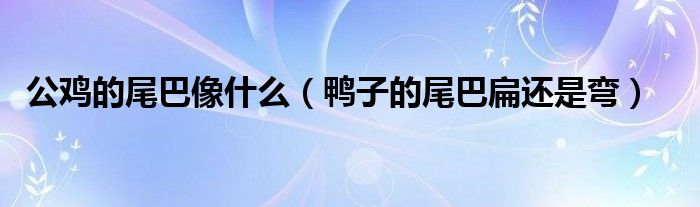 公雞的尾巴像什么（鴨子的尾巴扁還是彎）