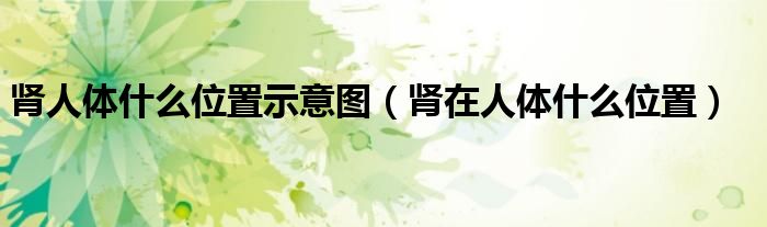 腎人體什么位置示意圖（腎在人體什么位置）