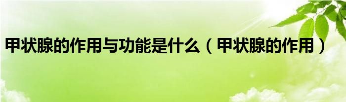 甲狀腺的作用與功能是什么（甲狀腺的作用）
