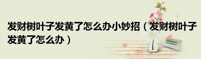 發(fā)財樹葉子發(fā)黃了怎么辦小妙招（發(fā)財樹葉子發(fā)黃了怎么辦）