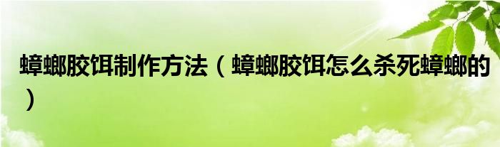 蟑螂膠餌制作方法（蟑螂膠餌怎么殺死蟑螂的）