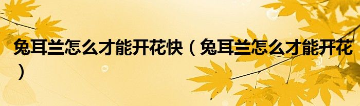 兔耳蘭怎么才能開花快（兔耳蘭怎么才能開花）