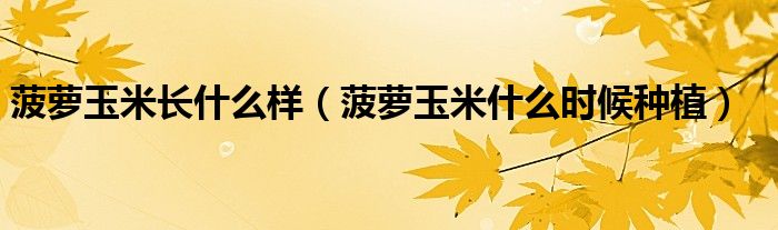 菠蘿玉米長(zhǎng)什么樣（菠蘿玉米什么時(shí)候種植）