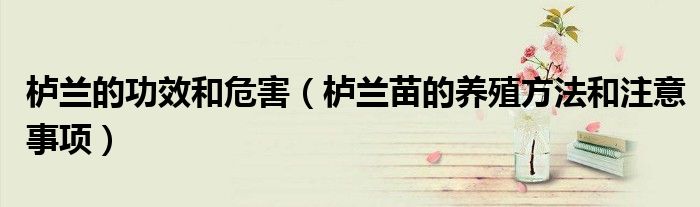 櫨蘭的功效和危害（櫨蘭苗的養(yǎng)殖方法和注意事項(xiàng)）
