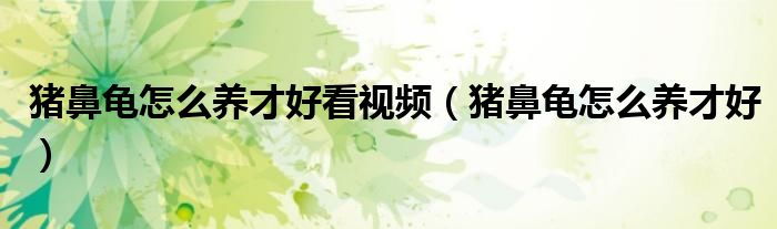 豬鼻龜怎么養(yǎng)才好看視頻（豬鼻龜怎么養(yǎng)才好）