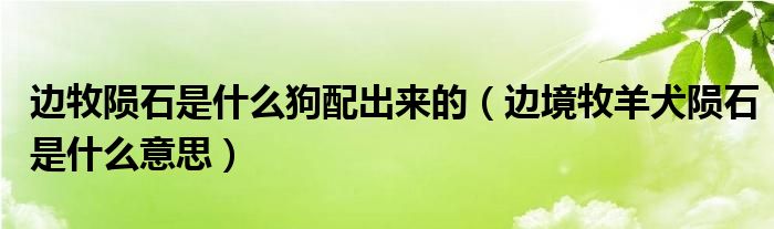 邊牧隕石是什么狗配出來的（邊境牧羊犬隕石是什么意思）