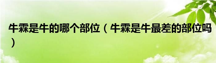 牛霖是牛的哪個(gè)部位（牛霖是牛最差的部位嗎）