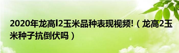 2020年龍高l2玉米品種表現(xiàn)視頻!（龍高2玉米種子抗倒伏嗎）