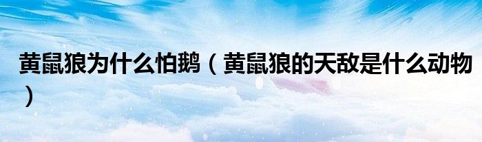 黃鼠狼為什么怕鵝（黃鼠狼的天敵是什么動物）