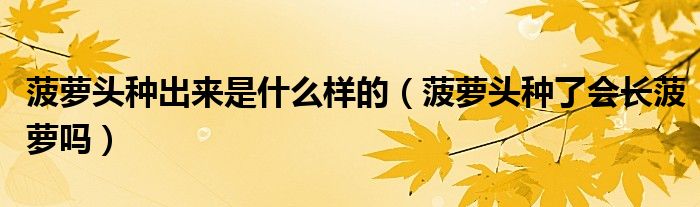 菠蘿頭種出來是什么樣的（菠蘿頭種了會(huì)長菠蘿嗎）