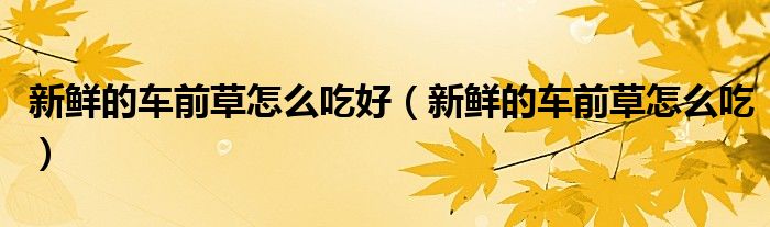 新鮮的車前草怎么吃好（新鮮的車前草怎么吃）