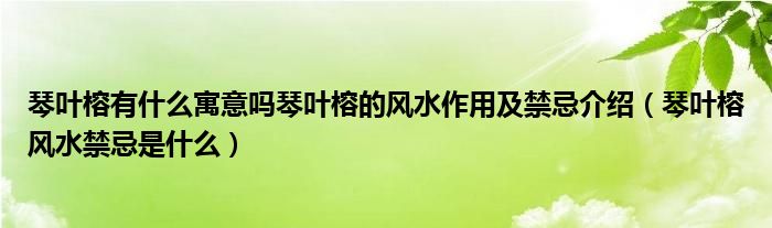 琴葉榕有什么寓意嗎琴葉榕的風(fēng)水作用及禁忌介紹（琴葉榕風(fēng)水禁忌是什么）