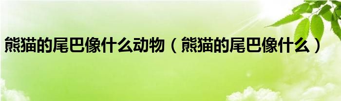 熊貓的尾巴像什么動(dòng)物（熊貓的尾巴像什么）