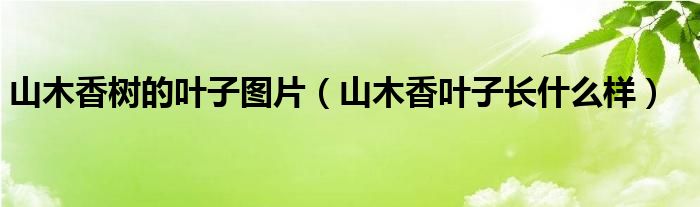 山木香樹的葉子圖片（山木香葉子長什么樣）