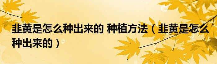 韭黃是怎么種出來的 種植方法（韭黃是怎么種出來的）