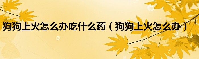 狗狗上火怎么辦吃什么藥（狗狗上火怎么辦）