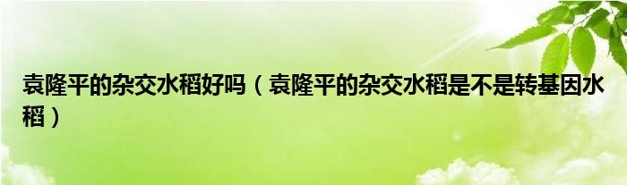袁隆平的雜交水稻好嗎（袁隆平的雜交水稻是不是轉(zhuǎn)基因水稻）