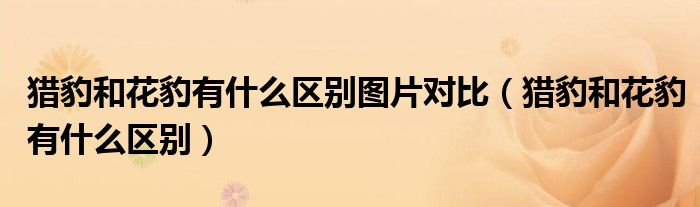 獵豹和花豹有什么區(qū)別圖片對(duì)比（獵豹和花豹有什么區(qū)別）