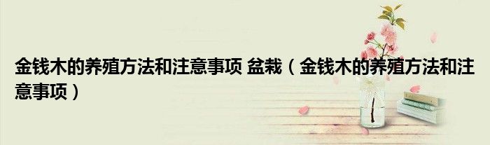 金錢木的養(yǎng)殖方法和注意事項 盆栽（金錢木的養(yǎng)殖方法和注意事項）