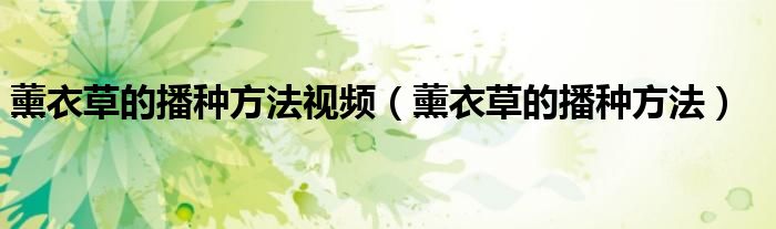 薰衣草的播種方法視頻（薰衣草的播種方法）
