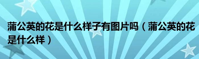 蒲公英的花是什么樣子有圖片嗎（蒲公英的花是什么樣）