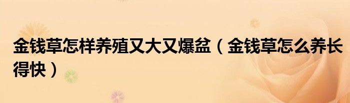 金錢草怎樣養(yǎng)殖又大又爆盆（金錢草怎么養(yǎng)長得快）