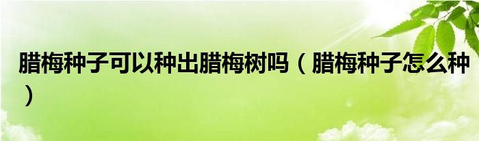 臘梅種子可以種出臘梅樹嗎（臘梅種子怎么種）