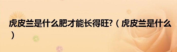 虎皮蘭是什么肥才能長得旺?（虎皮蘭是什么）