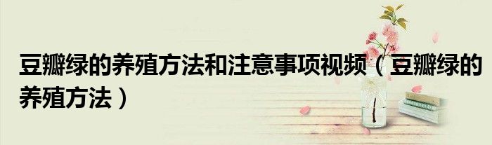 豆瓣綠的養(yǎng)殖方法和注意事項(xiàng)視頻（豆瓣綠的養(yǎng)殖方法）