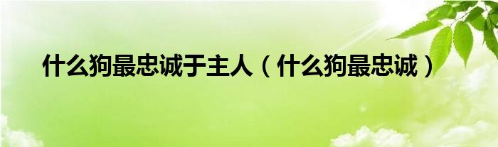 什么狗最忠誠于主人（什么狗最忠誠）