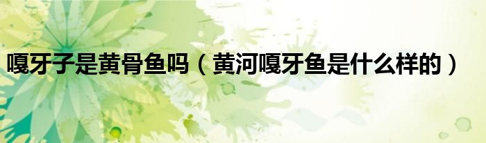 嘎牙子是黃骨魚嗎（黃河嘎牙魚是什么樣的）