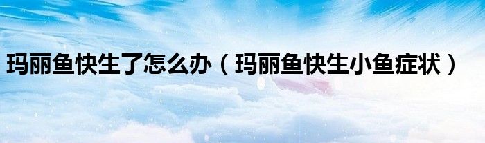 瑪麗魚(yú)快生了怎么辦（瑪麗魚(yú)快生小魚(yú)癥狀）