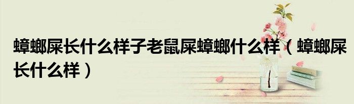 蟑螂屎長什么樣子老鼠屎蟑螂什么樣（蟑螂屎長什么樣）