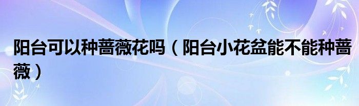 陽臺可以種薔薇花嗎（陽臺小花盆能不能種薔薇）